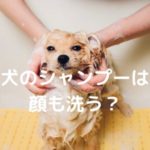 犬のシャンプーは顔も洗う？