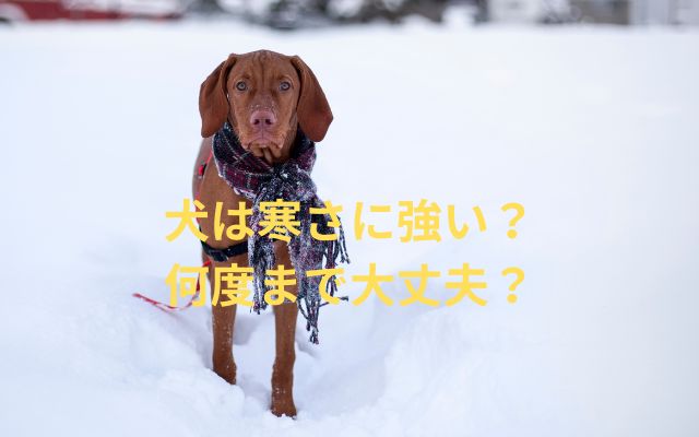 犬は寒さに強い？
