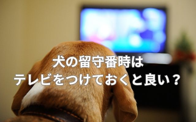犬の留守番はテレビをつけておく？