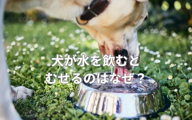 犬が水を飲むとむせるのはなぜ？