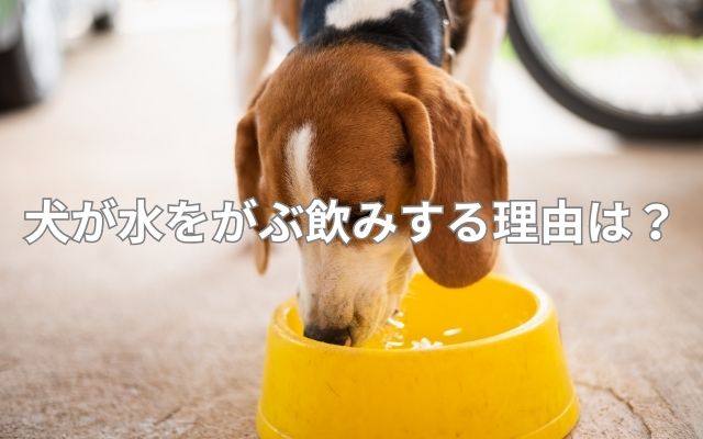 犬が水をがぶ飲みする理由
