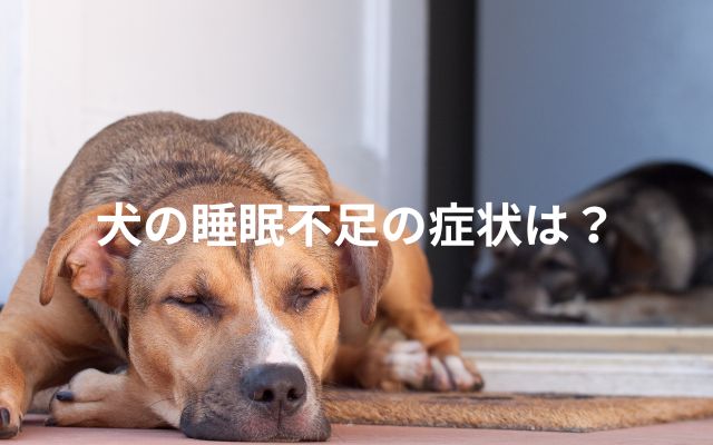 犬の睡眠不足の症状