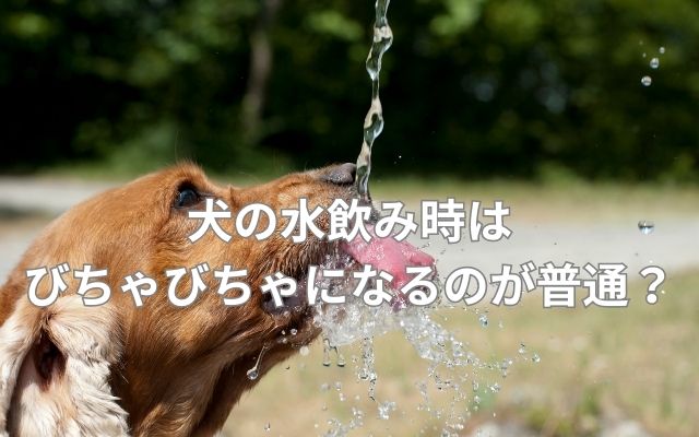 犬の水飲み時びちゃびちゃ