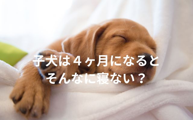 子犬は４ヶ月になると寝ない？