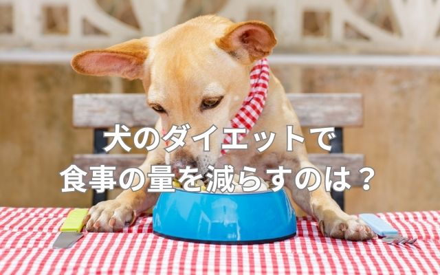 犬のダイエットと食事量