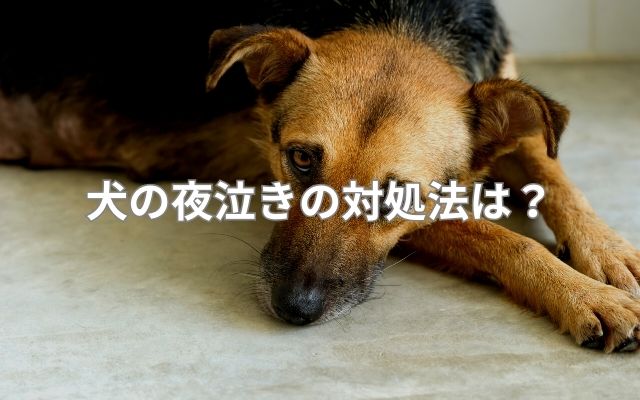 犬の夜泣きの対処法
