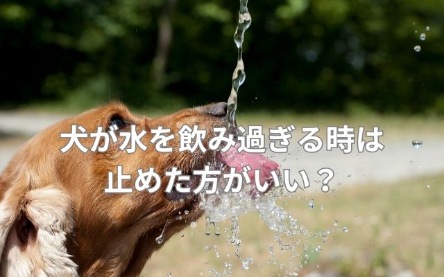 犬の水の飲み過ぎ