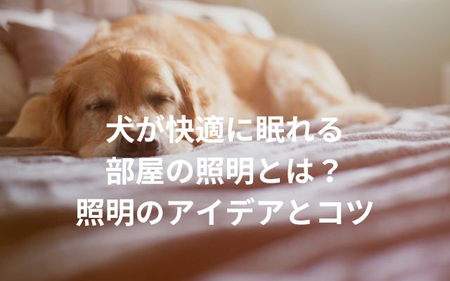 犬が快適に眠れる照明とは？
