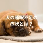 犬の睡眠不足の症状とは？