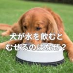 犬が水を飲むとむせるのはなぜ？