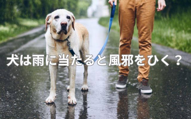 犬は雨に当たると風邪をひく？