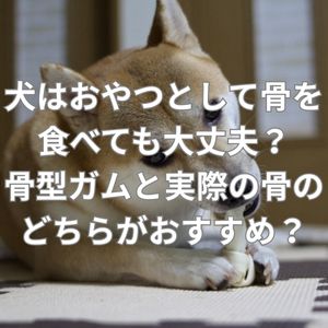 犬はおやつとして骨を食べても大丈夫？骨型ガムと実際の骨のどちらがおすすめ？