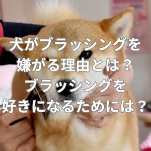犬がブラッシングを嫌がる理由とは?ブラッシングを好きになるためには?