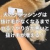 犬のブラッシングは抜け毛がなくなるまでやる？やり方が悪いと抜け毛が増える？