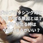 犬のブラッシング時にフケが出る原因とは？フケが出る時はやめたほうがいい？
