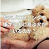 なぜブラッシングを嫌がる犬と喜ぶ犬がいるのか？
