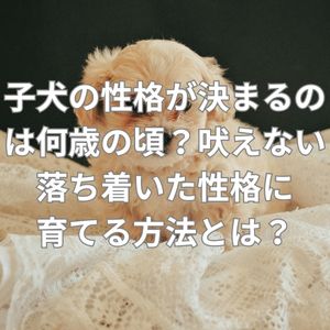 子犬の性格が決まるのは何歳の頃？吠えない落ち着いた性格に育てる方法とは？