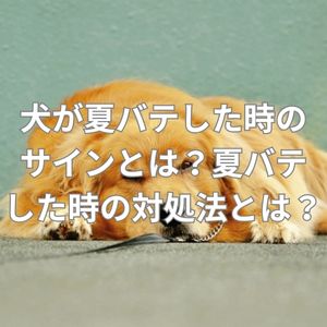 犬が夏バテした時のサインとは？夏バテした時の対処法とは？