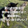夏に犬が散歩で歩かない理由とは？夏は散歩に行かないほうがいい？