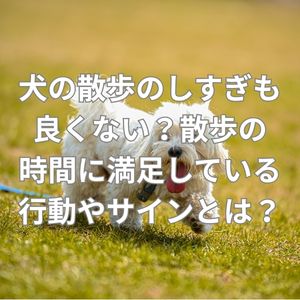 犬の散歩のしすぎも良くない？散歩の時間に満足している行動やサインとは？