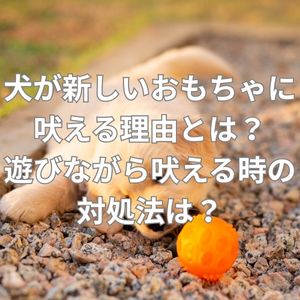 犬が新しいおもちゃに吠える理由とは？遊びながら吠える時の対処法は？