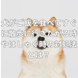 犬がご飯を食べてすぐに散歩に行きたがる時やはしゃぐ時の対処法とは？