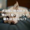犬は暗いところが好き？怖い？暗いところで寝たほうがいい？