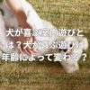 犬が喜ぶ室内遊びとは？犬が喜ぶ遊びは年齢によって変わる？