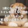 1歳になっても犬がトイレを覚えない理由とは？トイレを覚えないで疲れたら？