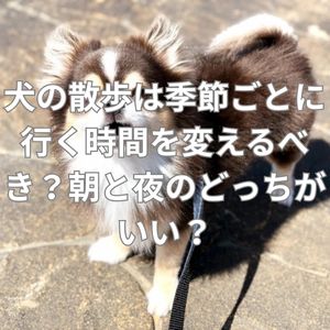 犬の散歩は季節ごとに行く時間を変えるべき?朝と夜のどっちがいい?