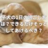 子犬の1日の過ごし方は？できるだけそっとしてあげたほうがいい？