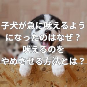 子犬が急に吠えるようになったのはなぜ？吠えるのをやめさせる方法とは？