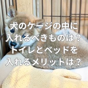 犬のケージの中に入れるべきものは？トイレとベッドを入れるメリットは？