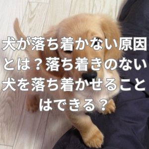 犬が落ち着かない原因とは？落ち着きのない犬を落ち着かせることはできる？