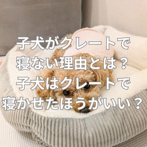 子犬がクレートで寝ない理由とは？子犬はクレートで寝かせたほうがいい？