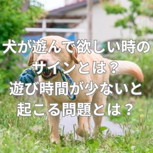 犬が遊んで欲しい時のサインとは？遊び時間が少ないと起こる問題とは？