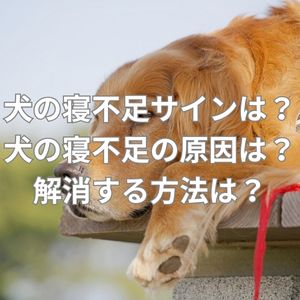 犬の寝不足のサインとは？犬の寝不足の原因は？解消する方法は？