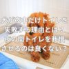 犬が夜中だけトイレを失敗する理由とは？夜の間トイレを我慢させるのは良くない？