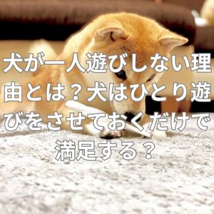 犬が一人遊びしない理由とは？犬はひとり遊びをさせておくだけで満足する？