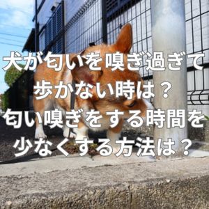 犬が匂いを嗅ぎすぎて歩かない時はどうする？匂い嗅ぎをする時間を少なくする方法はある？