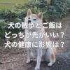 犬の散歩とご飯はどっちが先がいい？犬の健康に影響はある？