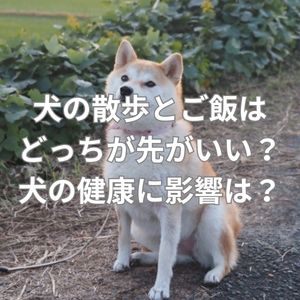 犬の散歩とご飯はどっちが先がいい?犬の健康に影響はある?