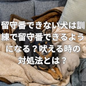 留守番できない犬は訓練で留守番できるようになる？吠える時の対処法とは？