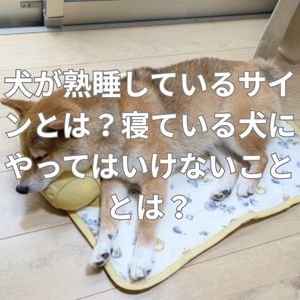犬が熟睡しているサインとは？寝ている犬にやってはいけないこととは？
