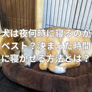 犬は夜何時に寝るのがベスト？決まった時間に寝かせる方法とは？