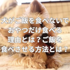 犬がご飯を食べないでおやつだけ食べる理由とは？ご飯を食べさせる方法とは？